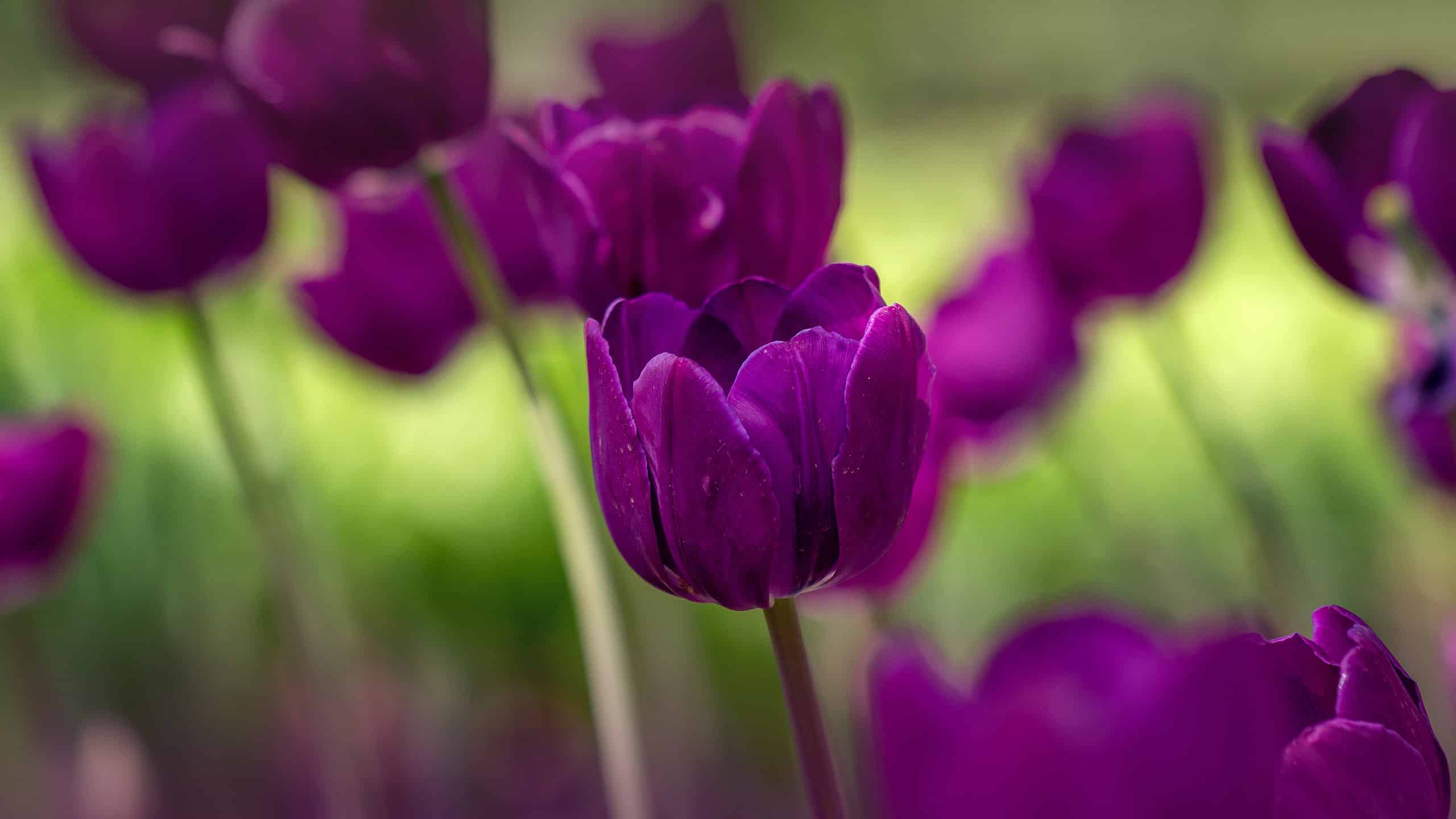 A field of purple tulips in spring. The tulip is called NEGRITA.