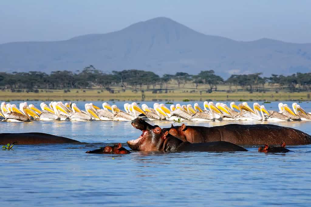 Hippos and pelicans in the lake. Lake Naivasha national park, Kenya.