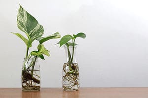 Propagating Pothos in Water: A Step-By-Step Guide Picture