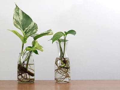 A Propagating Pothos in Water: A Step-By-Step Guide
