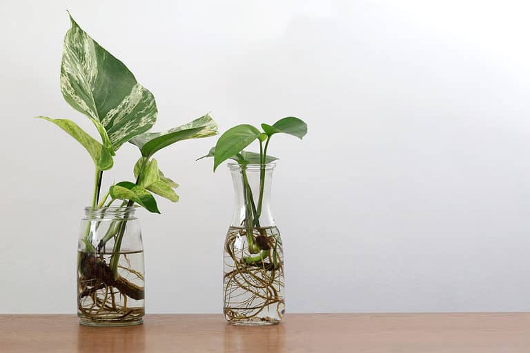 Water propagation Pothos house plant, urban Jungle, repotting or potting houseplants.