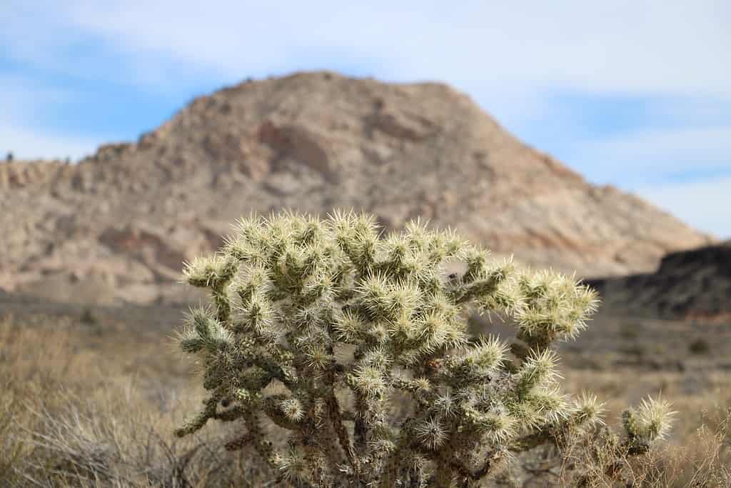 Cholla Cactus in backdrop of White Rocks Amphitheater, Snow Canyon State Park, Utah.