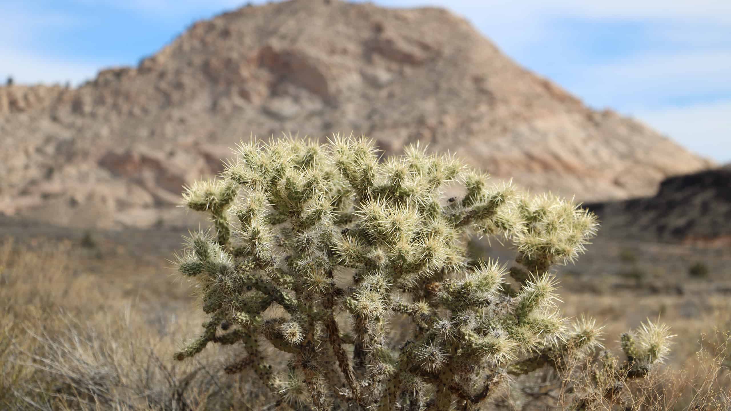 Cholla Cactus in backdrop of White Rocks Amphitheater, Snow Canyon State Park, Utah.
