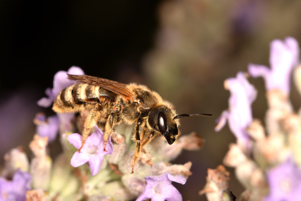 Macro photograph of an isolated Sweat bee (Halictus rubicundus) while looking for pollen on lavender flowers on natural background.