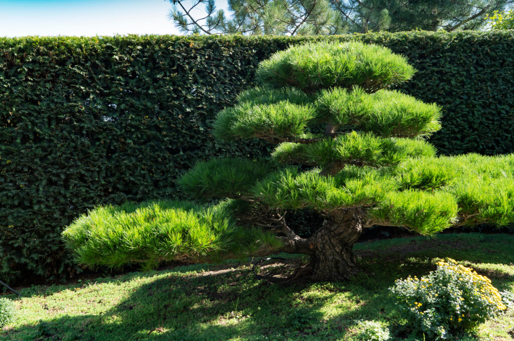 A Yamaki Pine Bonsai Tree sold at auction for $1 million.
