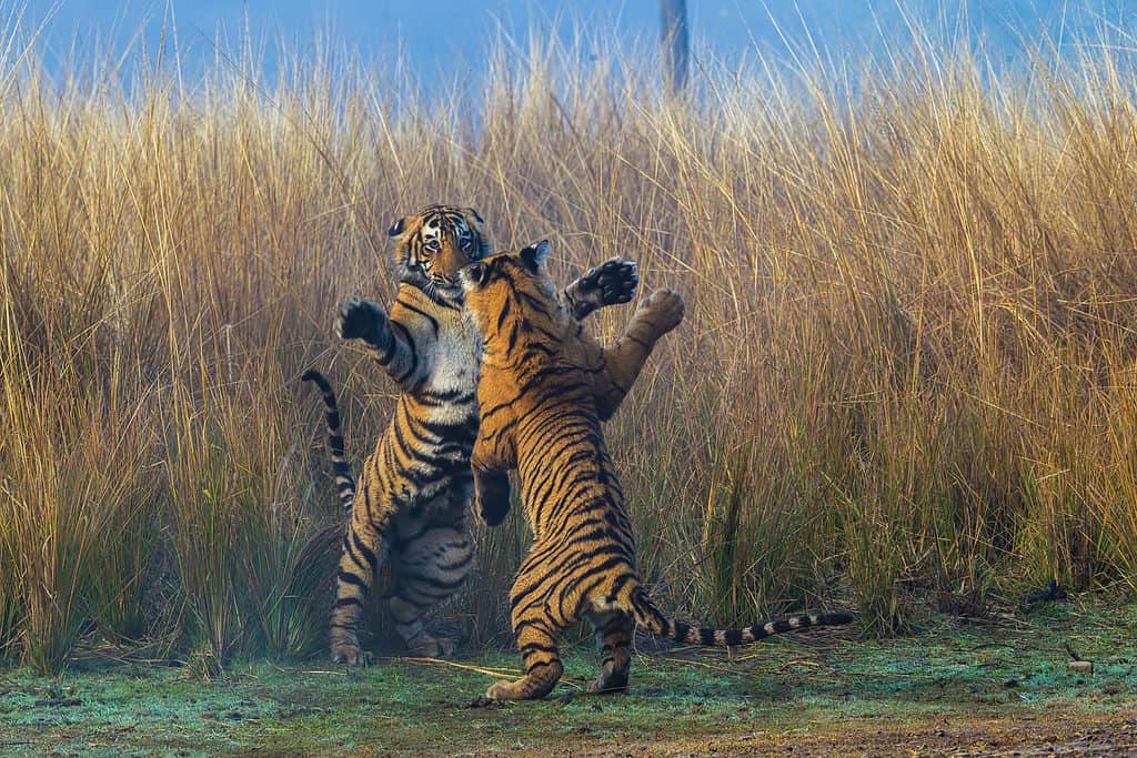 Do Tigers also fight for their territories? Siberian tigers are fighting  with each other