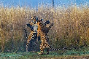 Watch a Tigress Try to Challenge a Much Larger Male Tiger for His Meal! Picture