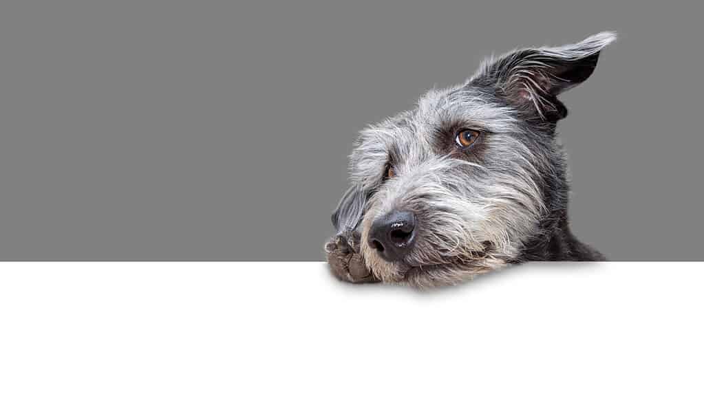 Cute shaggy mixed terrier breed dog hanging tilted head and paw over a blank white web banner with 50% grey background