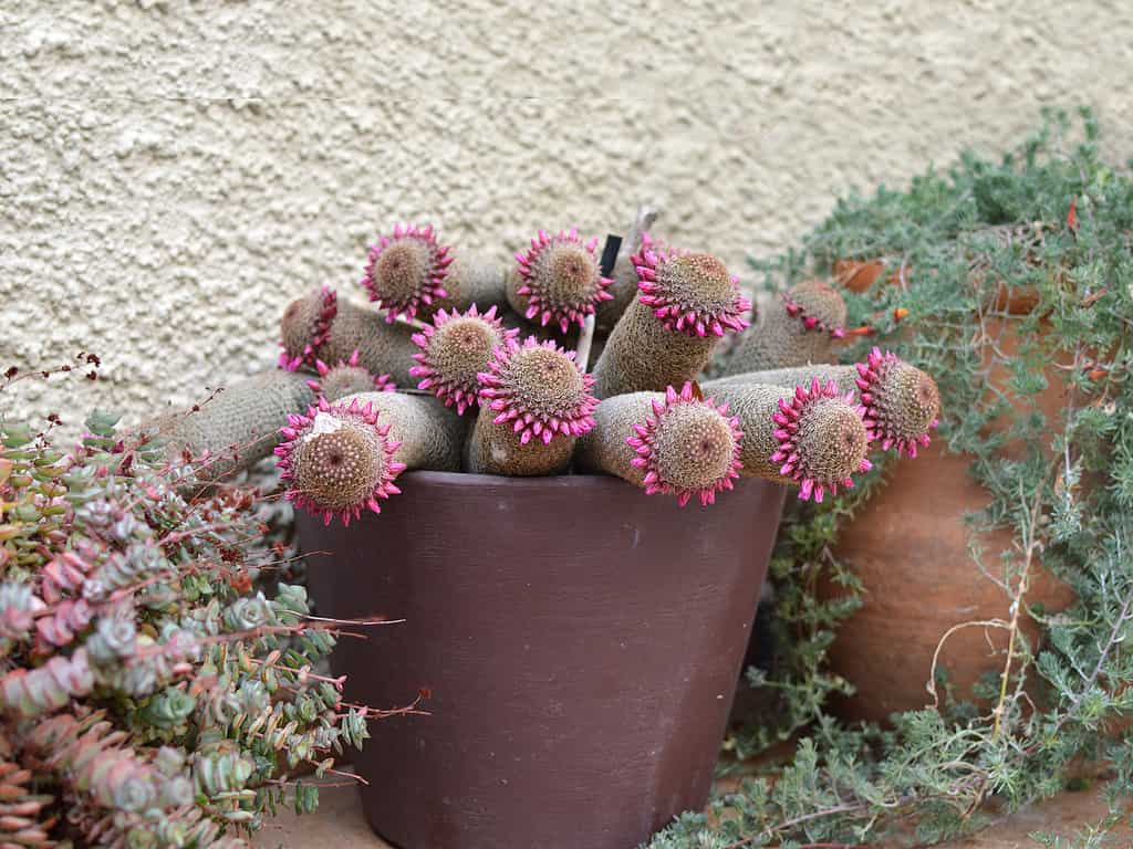 Mammillaria Spinosissima also called pincushion cactus in brown flowerpot