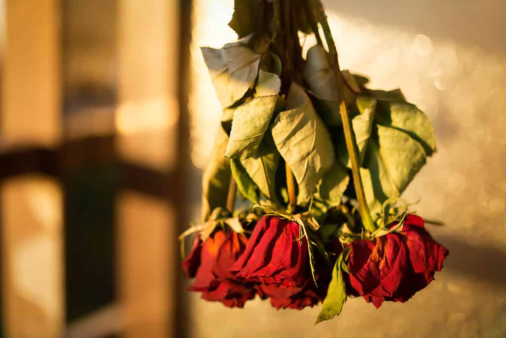 Dry bouquet of red roses hang upside down 