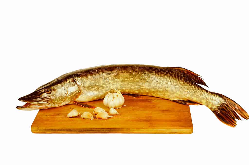 chain pickerel (otherwise known as northern pike) laid on a cutting borad with a head of garlic. 