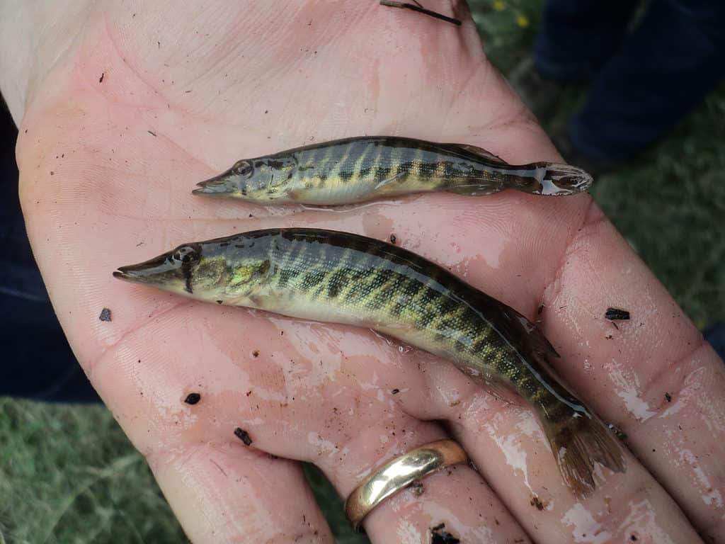 Chain Pickerel