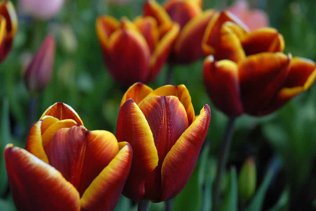 Abu Hassan Triumph Tulips