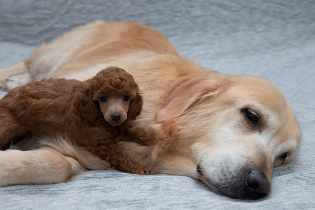 Toy poodle and golden retriever