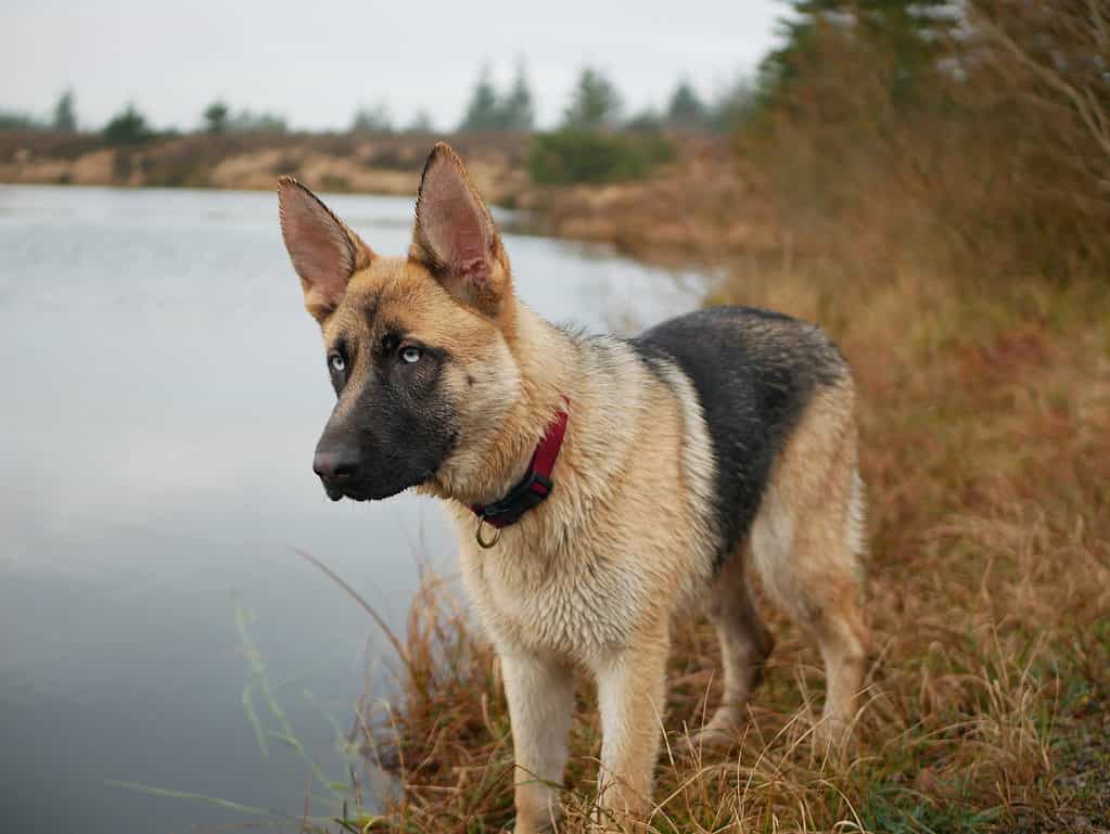 blue nose pitbull mixed with german shepherd