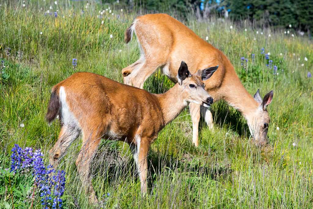 Blacktail deer grazing