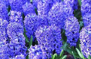 Discover Hyacinth’s Meaning, Symbolism, and Significance Picture