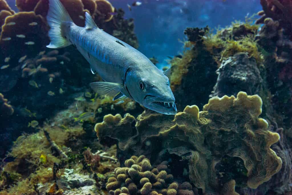 Great barracuda showing off its teeth.