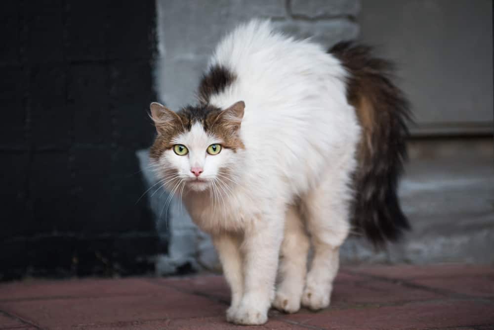 Understanding The 3 Types of Feral Cats
