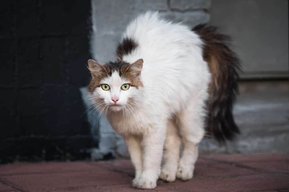 feral cat/stray cat, arched back and hair standing up