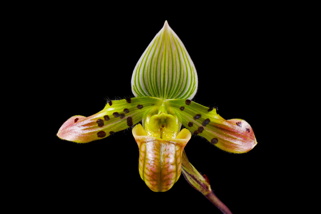 Charming Paphiopedilum (Paphiopedilum venustum) - Types of Orchids