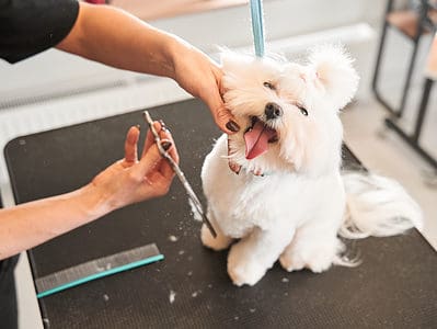 A The 4 Best Dog Grooming Tables for Professionals