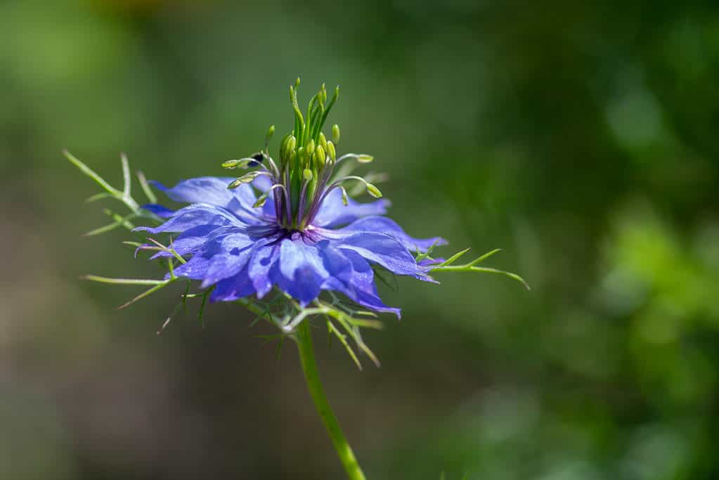 love-in-a-mist flower in bloom