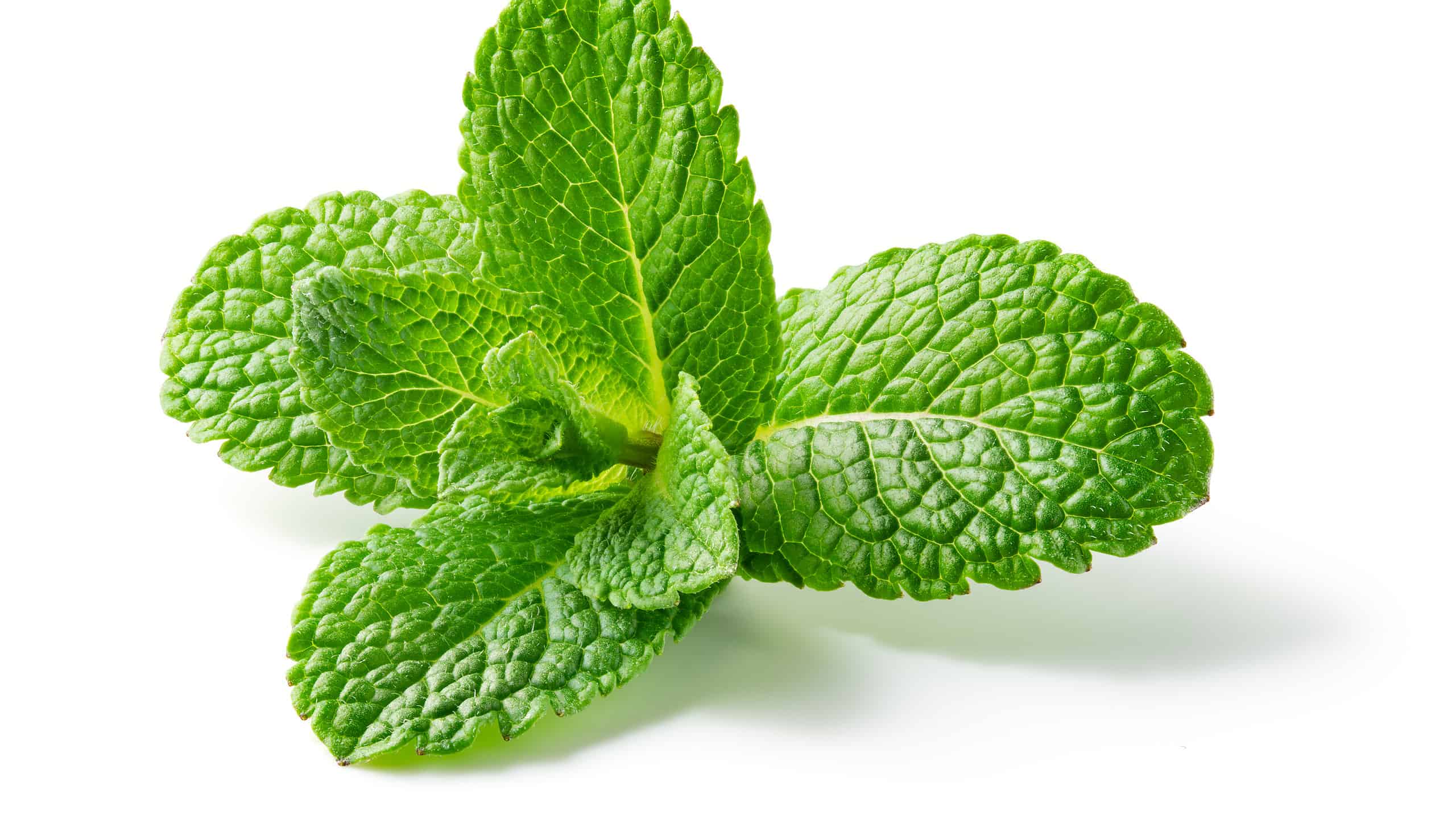 11 Types of Mint to Grow in Your Garden