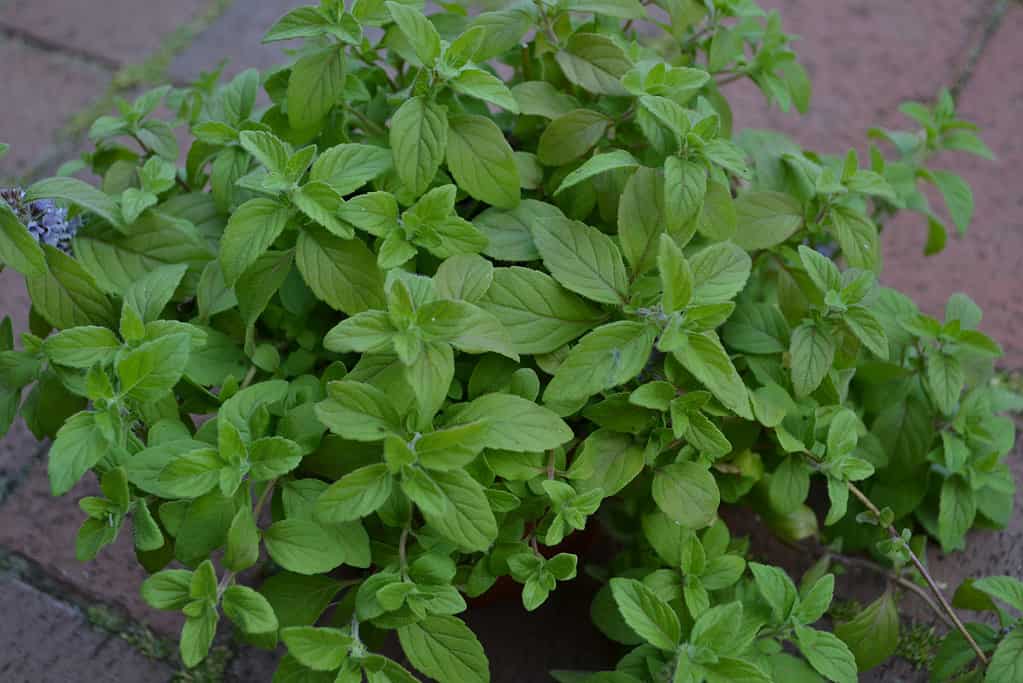 Close Up of Fragrant Corn Mint 'Banana' (Mentha arvensis).