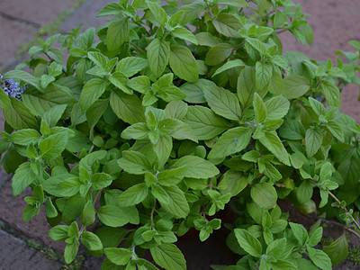 A Can Mint Survive Winter? 6 Tips for Keeping Your Favorite Herb Alive