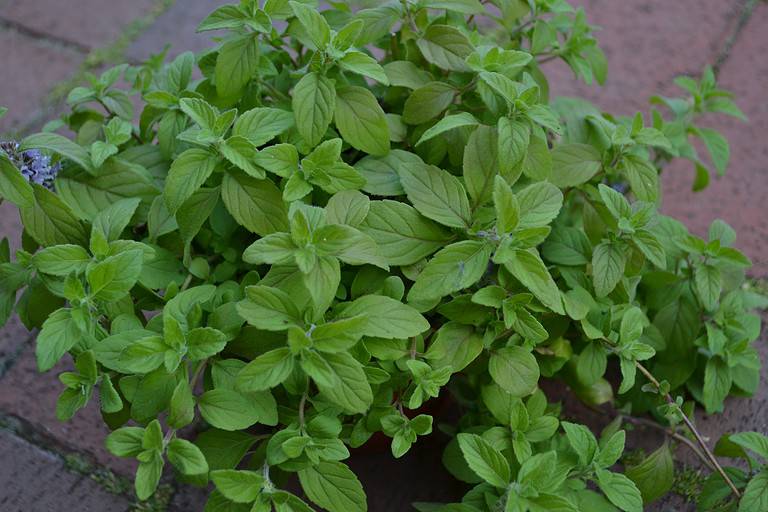 Close Up of Fragrant Corn Mint 'Banana' (Mentha arvensis).