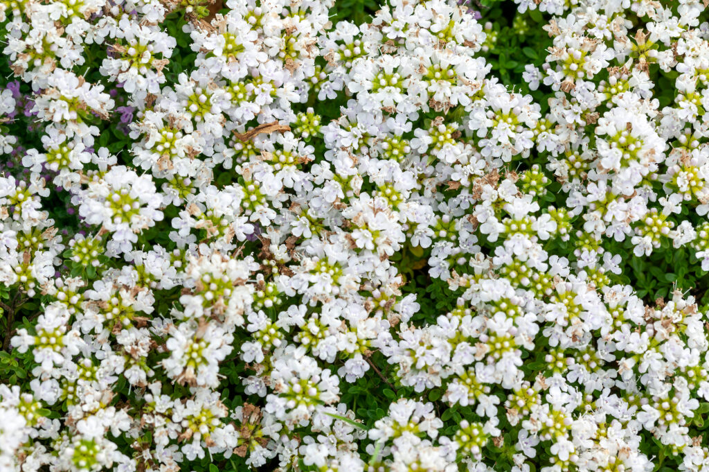 Snowdrift creeping thyme