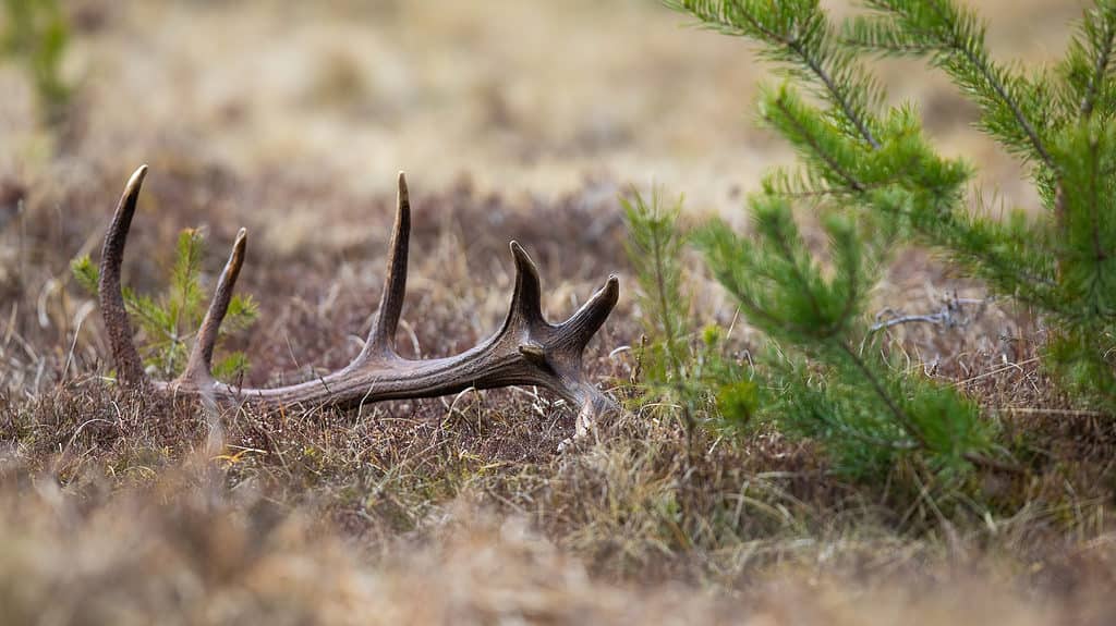 shed antlers in a field