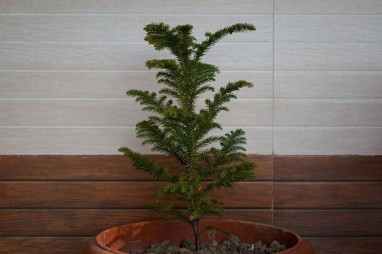 Norfolk Island Pine Tree Indoors - 'Norfolk Island Pine Bonsai'