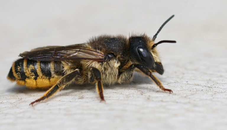 Close up of a female banded bee , Megachile ericetorum resting on wood in the garden. the bee is facing right. It is black with yellow bands on its abdomen. its is very hairy.