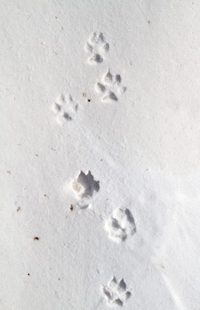 Red fox tracks in the snow
