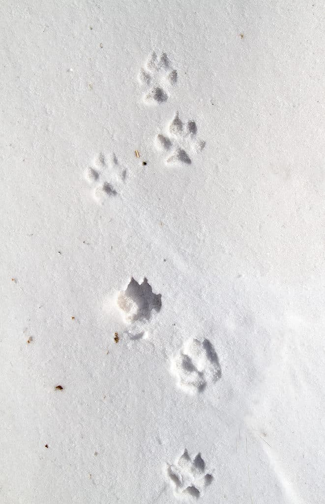 Fox Tracks: Identification Guide for Snow, Mud, and More - A-Z Animals