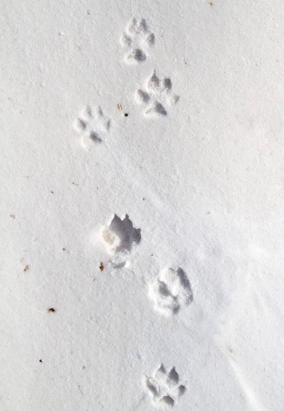 Fox Tracks: 雪、泥などの識別ガイド | Oneechanblog