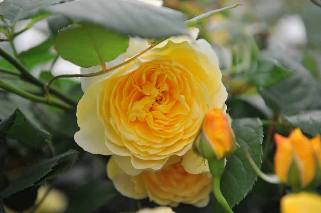 The Poet's Wife Rose