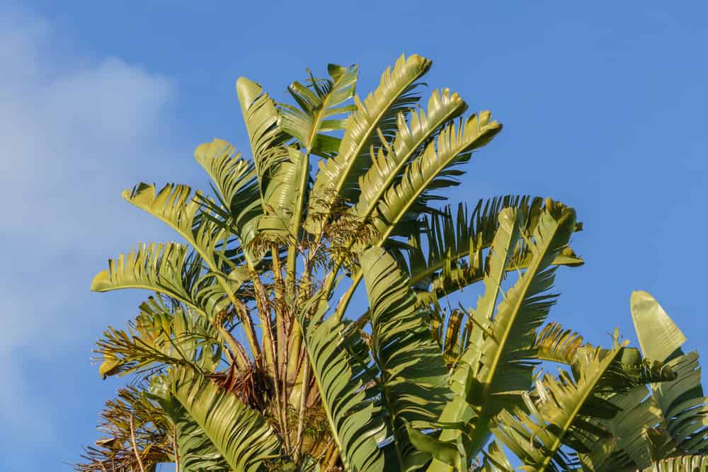 birds of paradise plant species