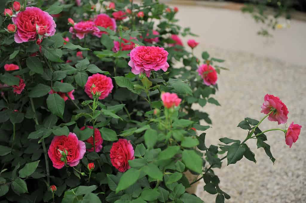 Deep pink shrub English rose (Rosa) Gabriel Oak blooms on an exhibition in May
