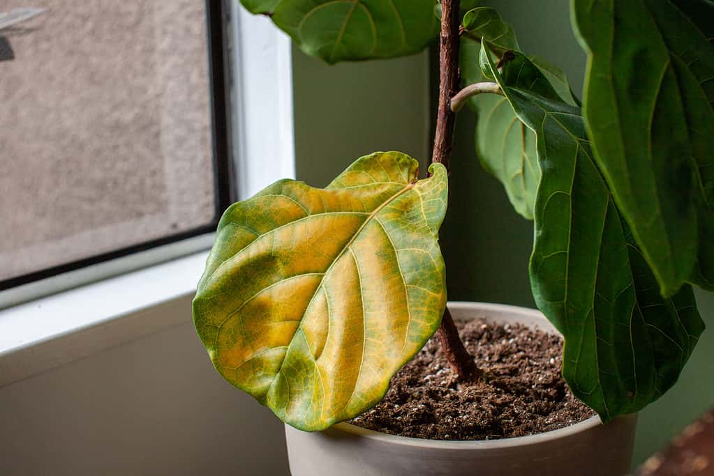 Fiddle Leaf Fig Tree in Pot by Window