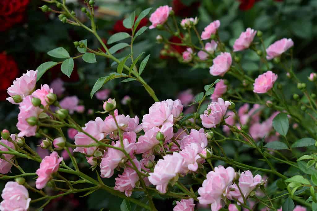 The Fairy rose is a lovely option for compact garden spaces.