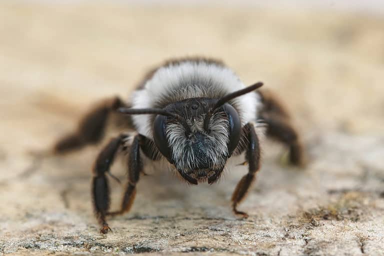 Macro of ashy mining bee. The bee is on sand or dirt and it is facing the camera center frame it is primarily black bodied but covered with white hairs