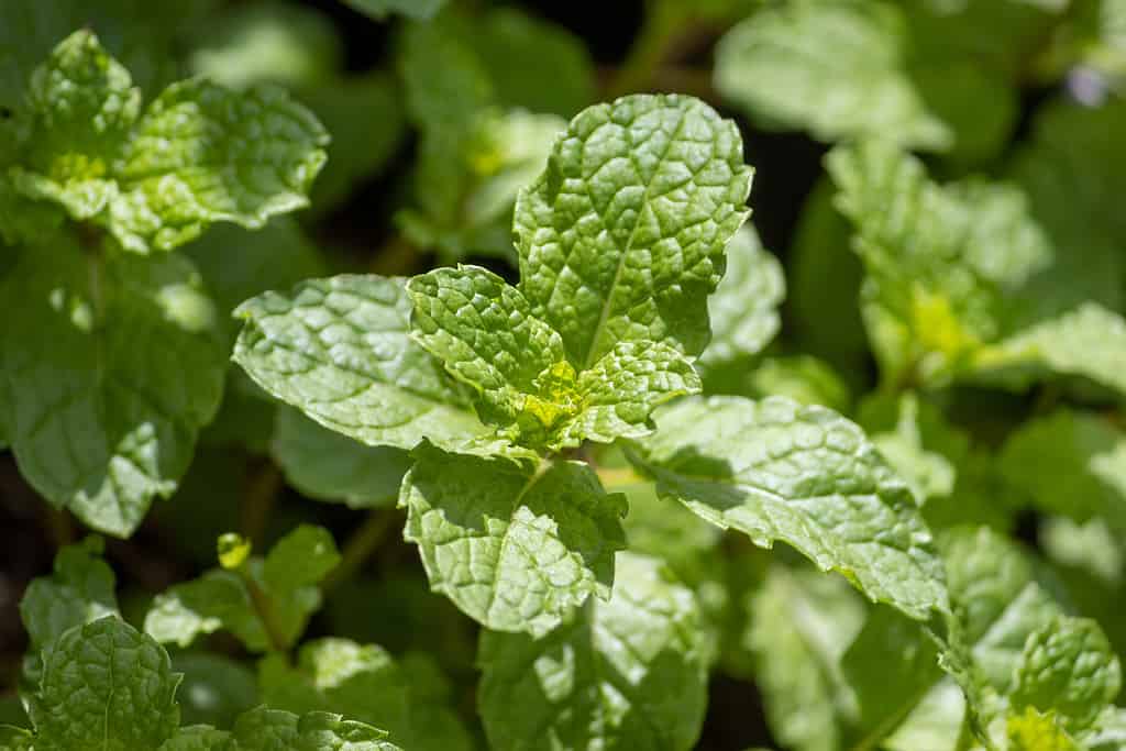 Mentha spicata, strawberry mint, planted in pots.