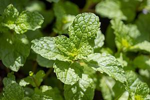 How Often Do You Water a Mint Plant? 7 Critical Tips for Thriving Herbs Picture