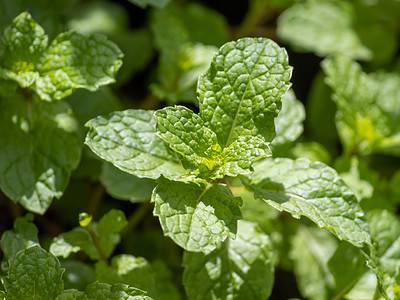 A How Often Do You Water a Mint Plant? 7 Critical Tips for Thriving Herbs