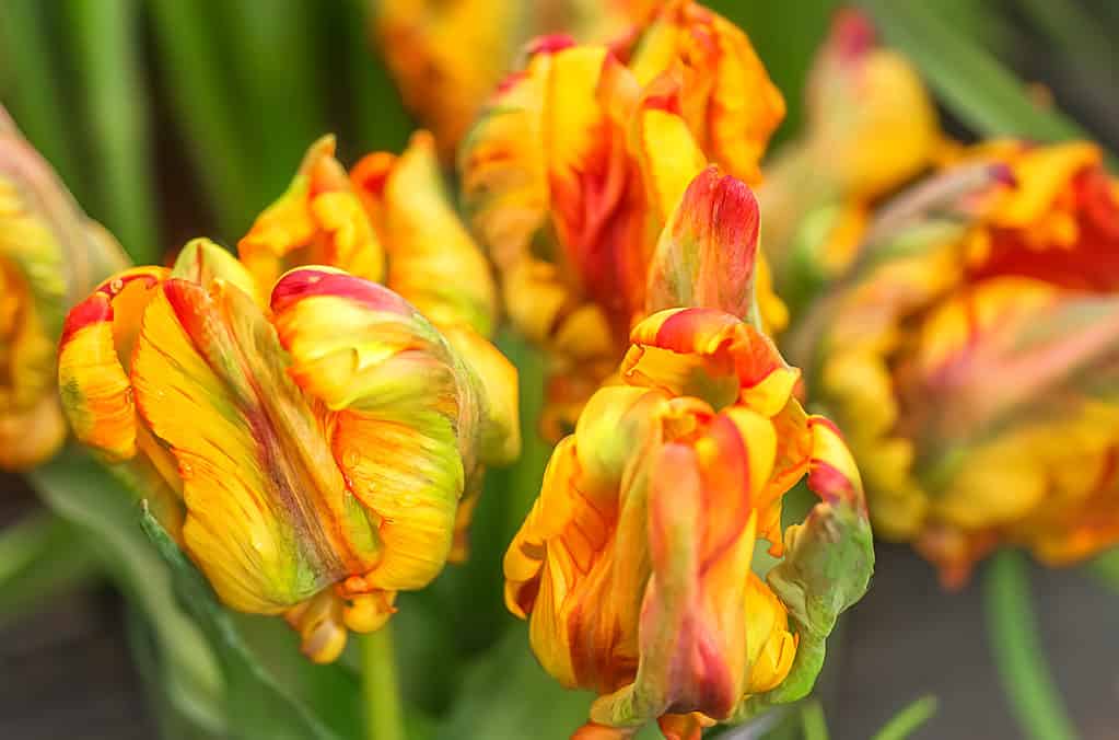 Rainbow Parrot Tulips