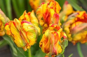 6 Tulips In Missouri for Your Best Blooms Next Spring Picture