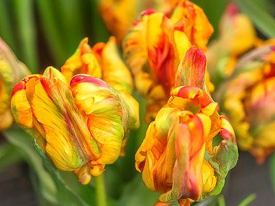 A 6 Tulips In Missouri for Your Best Blooms Next Spring